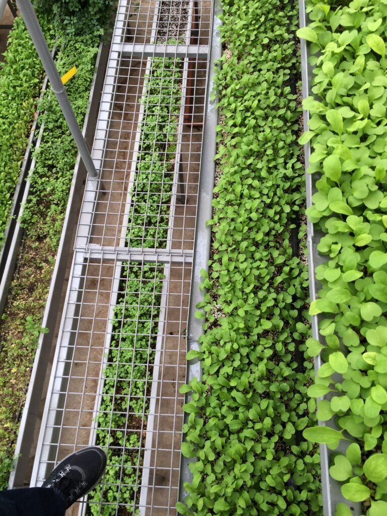 Fresh greens growing in planted rows