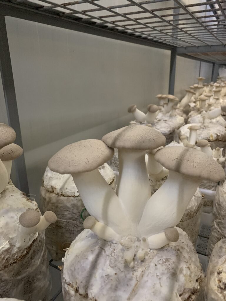 Clusters of cultivated mushrooms